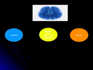 izquierdo derecho 5) Modelo  de los  Hemisferios cerebrales 