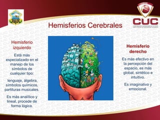 Hemisferios Cerebrales
Hemisferio
izquierdo
Está más
especializado en el
manejo de los
símbolos de
cualquier tipo:
lenguaje, álgebra,
símbolos químicos,
partituras musicales.
Es más analítico y
lineal, procede de
forma lógica.
Hemisferio
derecho
Es más efectivo en
la percepción del
espacio, es más
global, sintético e
intuitivo.
Es imaginativo y
emocional.
 