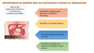 IMPORTANCIA DE IMPEDIR QUE LAS SUSTANCIAS LLEGUEN AL ORGANISMO
CONSUMIR ALIMENTOS QUE
REGULEN EL TRÁNSITO
INTESTINAL.
MEJOREN LA FUNCIÓN HEPÁTICA
Estimulan la diuresis (secreción
de orina).
El intestino, el hígado y los
riñones son los aliados en este
proceso.
PARA EVITAR
SOBRECARGA HEPÁTICA Y
EL ACUMULO DE
SUSTANCIAS EXTRAÑAS
 
