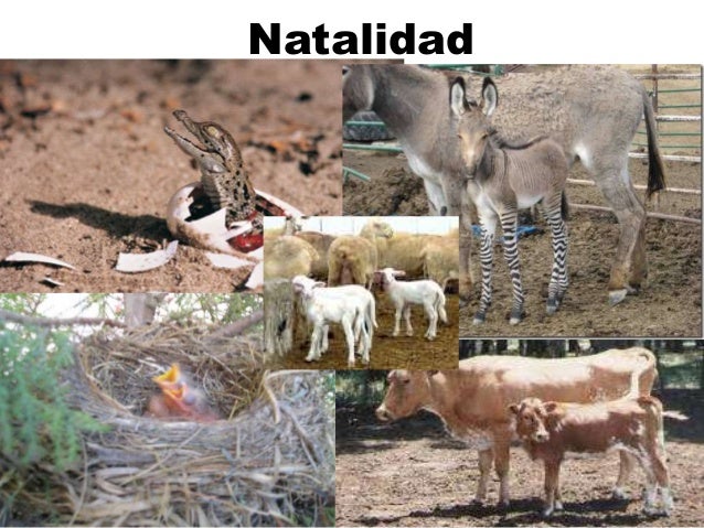 Resultado de imagen para natalidad y mortalidad ecologia