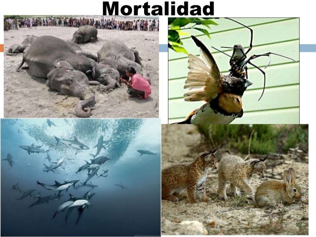 Resultado de imagen para natalidad y mortalidad ecologia