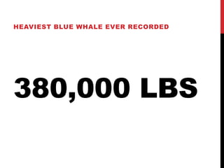 HEAVIEST BLUE WHALE EVER RECORDED 
380,000 LBS 
 