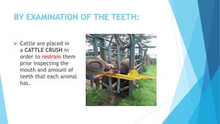 Estimation of animal's age | PPTX