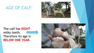 Estimation of animal's age | PPTX