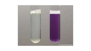 Protein Testing Estimation of Serum Protien by Biuret method | PPTX