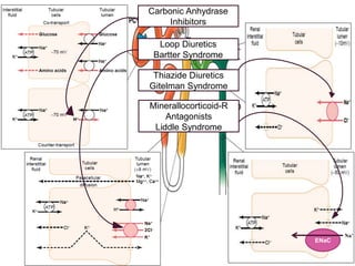 Osmolality:
Carbonic Anhydrase
Inhibitors
Loop Diuretics
Bartter Syndrome
Thiazide Diuretics
Gitelman Syndrome
Minerallocorticoid-R
Antagonists
Liddle Syndrome
ENaC
Na+
 