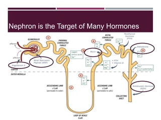 Nephron is the Target of Many Hormones
 