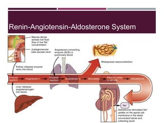 Renin-Angiotensin-Aldosterone System
 
