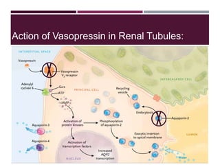 Action of Vasopressin in Renal Tubules:
 
