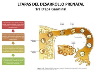 ETAPAS DEL DESARROLLO PRENATAL
1ra Etapa Germinal
Se caracteriza en la rápida división
celular, una complejidad creciente del
organismo y su implantación en la
pared del útero.
El cigoto contiene toda la información
genética necesaria ADN para que esta
nueva célula evolucione hasta un niño
recién nacido
El blastocito llega al útero al quinto
día tras la fecundación, y se implanta
en la pared uterina, que ya está lista
gracias al ciclo menstrual de la mujer.
El blastocito se adhiere fuertemente a
la pared uterina, y desde allí recibe
los nutrientes que necesita para
continuar su desarrollo.
 