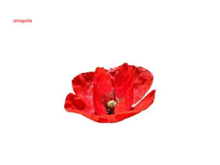 amapola