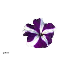 petunia