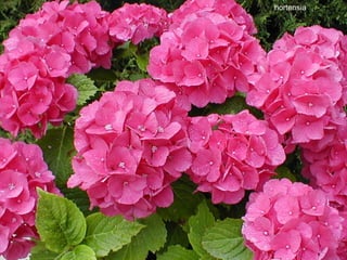 hortensia