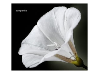 campanilla