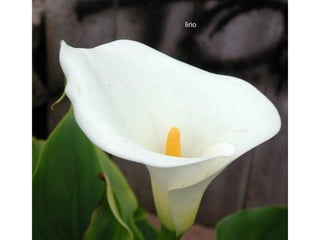 lirio