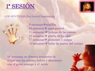 1ª SESIÓN
LOS SENTIDOS (Por David Chamberlain)
8 semanasmejillas
10 semanas zona genital
11 semanas  palmas de las manos
12 semanas planta de los pies
17 semanas abdomen y nalgas
32 semanas todas las partes del cuerpo
14 semanas, se observa aumentos de
tragar con los sabores dulces y disminuye
con el gusto amargo y el ácido
 