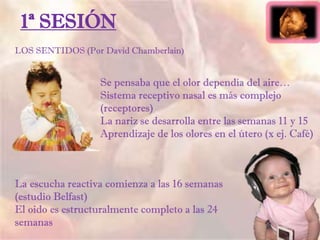 1ª SESIÓN
LOS SENTIDOS (Por David Chamberlain)
Se pensaba que el olor dependía del aire…
Sistema receptivo nasal es más complejo
(receptores)
La nariz se desarrolla entre las semanas 11 y 15
Aprendizaje de los olores en el útero (x ej. Café)
La escucha reactiva comienza a las 16 semanas
(estudio Belfast)
El oido es estructuralmente completo a las 24
semanas
 