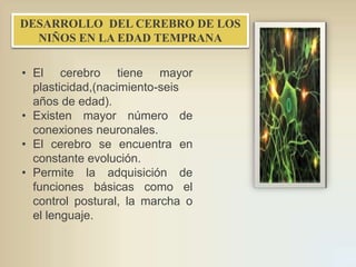 DESARROLLO DEL CEREBRO DE LOS
NIÑOS EN LA EDAD TEMPRANA
• El cerebro tiene mayor
plasticidad,(nacimiento-seis
años de edad).
• Existen mayor número de
conexiones neuronales.
• El cerebro se encuentra en
constante evolución.
• Permite la adquisición de
funciones básicas como el
control postural, la marcha o
el lenguaje.

 