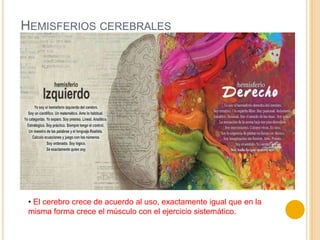 HEMISFERIOS CEREBRALES




 • El cerebro crece de acuerdo al uso, exactamente igual que en la
 misma forma crece el músculo con el ejercicio sistemático.
 