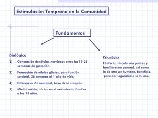 Estimulación Temprana en la Comunidad Fundamentos Biológico Generación de células nerviosas entre las 15-25 semanas de gestación. Formación de células glíales, para función cerebral. 28 semanas al 1 año de vida. Diferenciación neuronal, base de la sinapsis. Mielinización, inicia con el nacimiento, finaliza a los 15 años. Psicológico El afecto, vínculo con padres y familiares en general, asi como la de otro ser humano, beneficia,  para dar seguridad a sí mismo. 
