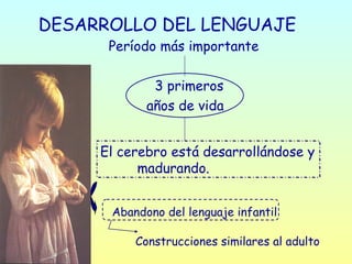 DESARROLLO DEL LENGUAJE Período más importante 3 primeros  años de vida El cerebro está desarrollándose y  madurando. Abandono del lenguaje infantil  Construcciones similares al adulto 