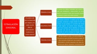 ESTIMULACIÓN
SENSORIAL
El cerebro del
feto se desarrolla
por etapas y en
cada una de
ellas la
estimulación
incide de un
modo especial
PRIMERA ETAPA
El número de células cerebrales que tendrá el
bebé está establecido y determinado. Se inicia
desde la concepción hasta este momento donde
no volverá a crearse otra célula cerebral.
SEGUNDA ETAPA
El cerebro aumenta de tamaño gracias a la
estimulación sensorial . A medida que las células se
agrandan, comienzan a migrar desde el centro del
cerebro, lo que produce un aumento del tamaño
de este órgano. Los axones crecen alargados; a
partir de la semana 18 las dendritas se ramifican
formando una red de interconexiones bastante
elaborada, la cual se encarga de recoger cualquier
impulso eléctrico producido por la estimulación.
TERCERA ETAPA
Alrededor del octavo mes de embarazo, el cerebro
del feto duplica su peso, y la red de células se
encuentra en gran actividad formando sinapsis. En
este momento el bebé será más receptivo a la
estimulación y tendrá respuestas más claras, las
mismas que sabrán interpretar intuitivamente las
madres.
 