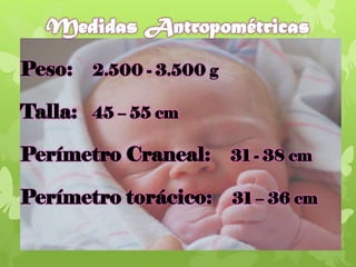 Peso: 2.500 - 3.500 g
Talla: 45 – 55 cm
Perímetro Craneal: 31 - 38 cm
Perímetro torácico: 31 – 36 cm
 