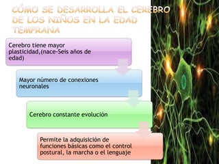 CÓMO SE DESARROLLA EL CEREBRO DE LOS NIÑOS EN LA EDAD TEMPRANA