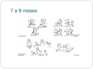 7 a 9 meses
 