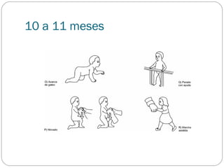 10 a 11 meses
 