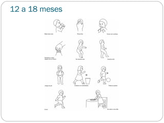 12 a 18 meses
 