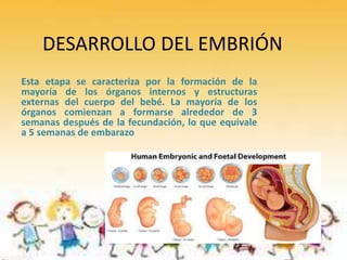 DESARROLLO DEL EMBRIÓN
Esta etapa se caracteriza por la formación de la
mayoría de los órganos internos y estructuras
externas del cuerpo del bebé. La mayoría de los
órganos comienzan a formarse alrededor de 3
semanas después de la fecundación, lo que equivale
a 5 semanas de embarazo
 