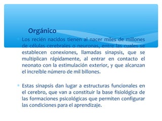 Orgánico
∗ Los recién nacidos tienen al nacer miles de millones
de células cerebrales o neuronas, entre las cuales se
establecen conexiones, llamadas sinapsis, que se
multiplican rápidamente, al entrar en contacto el
neonato con la estimulación exterior, y que alcanzan
el increíble número de mil billones.
∗ Estas sinapsis dan lugar a estructuras funcionales en
el cerebro, que van a constituir la base fisiológica de
las formaciones psicológicas que permiten configurar
las condiciones para el aprendizaje.
 