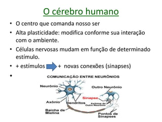 O cérebro humano
• O centro que comanda nosso ser
• Alta plasticidade: modifica conforme sua interação
com o ambiente.
• Células nervosas mudam em função de determinado
estímulo.
• + estímulos + novas conexões (sinapses)
•
 