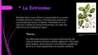 Extraído de la nuez vómica y procesado es un polvo
cristalino blanco, inodoro y amargo que puede ser
consumido por boca, inhalado, mezclado en una
solución o dado en forma intravenosa. Las sales de
estricnina son solubles en agua.
Extracción de la estricnina de la nuez
vómica
*Efectos:
-En altas dosis produce una gran estimulación de
todo el sistema nervioso central, agitación, dificultad
para respirar, orina oscura y convulsiones, pudiendo
llevar a un fallo respiratorio y la muerte cerebral.
 