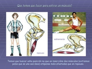 Que temos que facer para estirar un músculo?   Temos que buscar unha posición na que as insercións dos músculos (extremos polos que se une aos ósos) atópense máis afastadas que en repouso.  repouso estiramento 