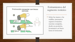 Estiramientos del
segmento torácico
• Sobre las manos y las
rodillas, intentamos
separar al máximo
nuestras escápulas,
desde esa posición,
levantamos un brazo
hasta la horizontal.
 