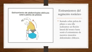 Estiramientos del
segmento torácico
• Sentado sobre pelota de
pilates o una silla
realizamos un flexión
lateral del tronco hasta
sentir el estiramiento de
nuestros musculos
abdominales oblicuos.
 