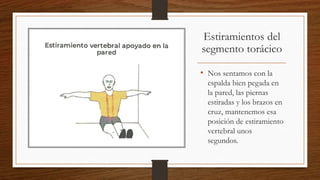 Estiramientos del
segmento torácico
• Nos sentamos con la
espalda bien pegada en
la pared, las piernas
estiradas y los brazos en
cruz, mantenemos esa
posición de estiramiento
vertebral unos
segundos.
 