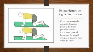 Estiramientos del
segmento torácico
• Comenzamos con la
posición de cuatro
patas, y desde esa
posición estable,
intentamos pasar el
brazo por debajo del
cuerpo, la mano va muy
cerca del suelo.
 