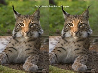 Die schönste Raubkatze Europas 