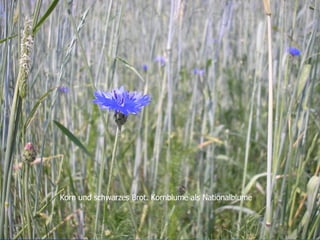 Korn und schwarzes Brot. Kornblume als Nationalblume 