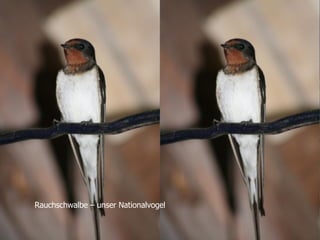 Rauchschwalbe – unser Nationalvogel 