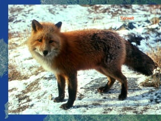 Tierwelt 