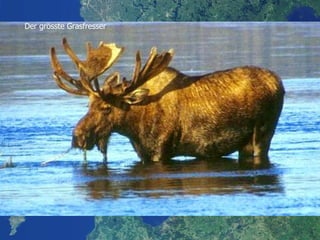 Der grösste Grasfresser 