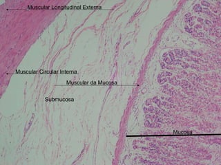 Submucosa Muscular da Mucosa Muscular Circular Interna Muscular Longitudinal Externa Mucosa 