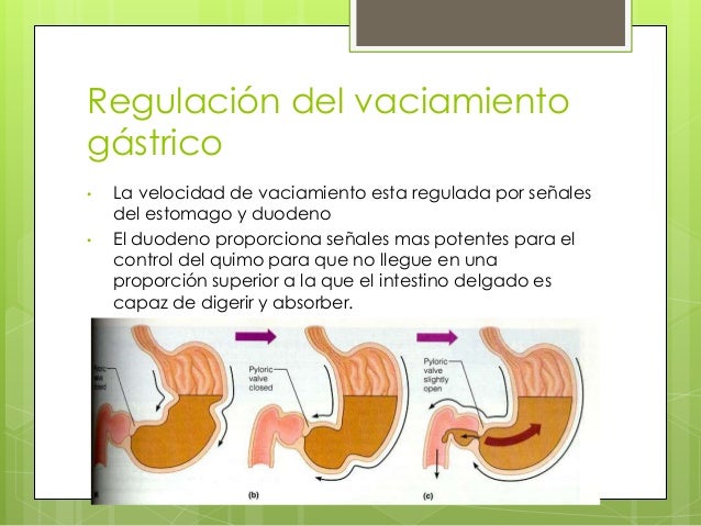 Estómago
