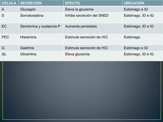 CÉLULA SECRECIÓN EFECTO UBICACIÓN
A Glucagón Eleva la glucemia Estómago e ID
D Somatostatina Inhibe secreción del SNED Estómago, ID e IG
EC Serotonina y sustancia P Aumenta peristalsis Estómago, ID e IG
PEC Histamina Estimula secreción de HCl Estómago
G Gastrina Estimula secreción de HCl Estómago e ID
GL Glicentina Eleva glucemia Estómago, ID e IG
 