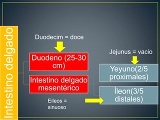 Intestinodelgado
Duodeno (25-30
cm)
Intestino delgado
mesentérico
Yeyuno(2/5
proximales)
Íleon(3/5
distales)
Duodecim = doce
Jejunus = vacio
Eileos =
sinuoso
 