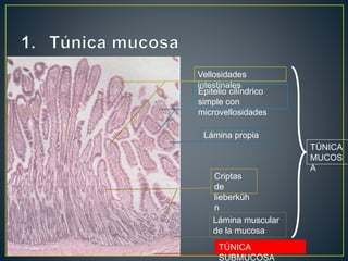 Vellosidades
intestinales
Epitelio cilíndrico
simple con
microvellosidades
Lámina propia
Criptas
de
lieberküh
n
Lámina muscular
de la mucosa
TÚNICA
SUBMUCOSA
TÚNICA
MUCOS
A
 